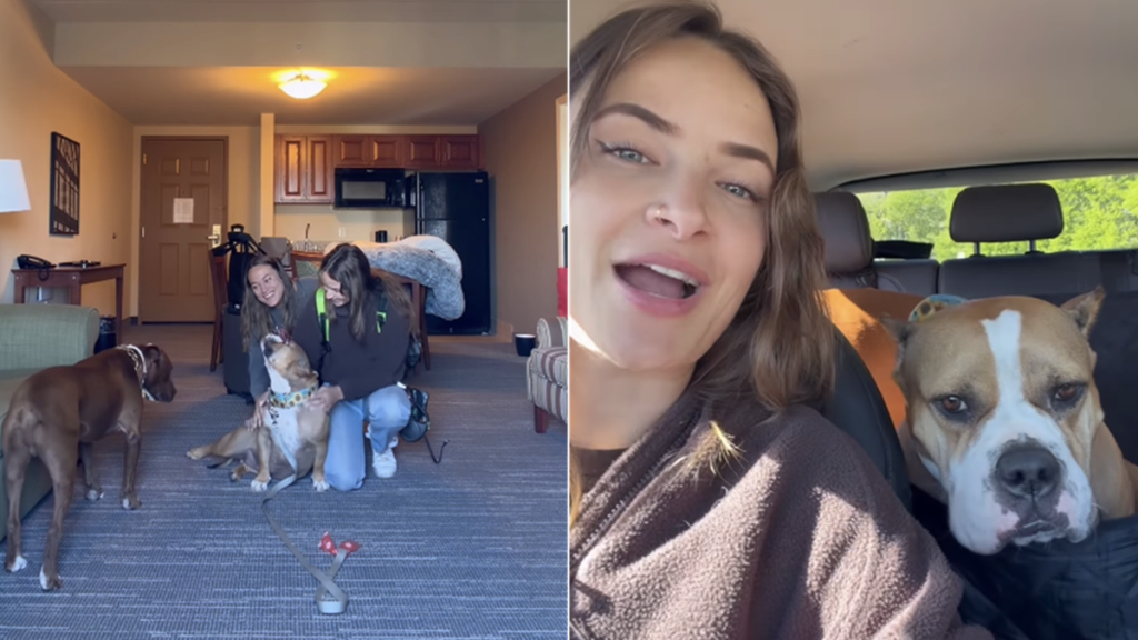 dog video