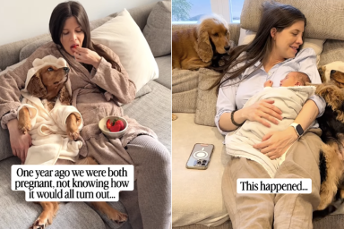dog mom pregnant babies