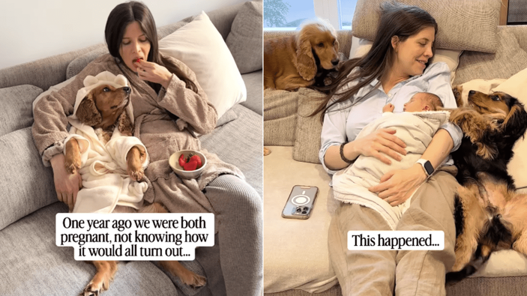 dog mom pregnant babies