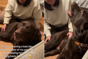 paralyzed dog legs feeling