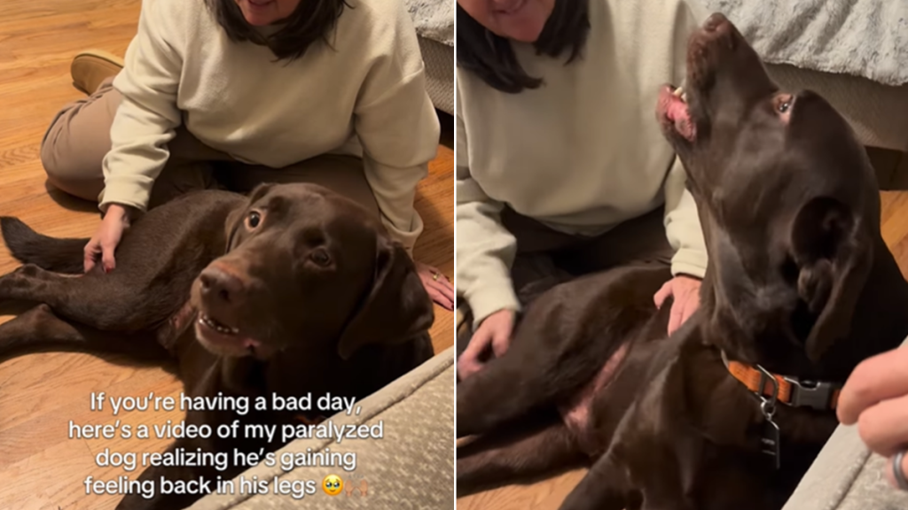 paralyzed dog legs feeling