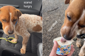rescue dog abandoned home adoption