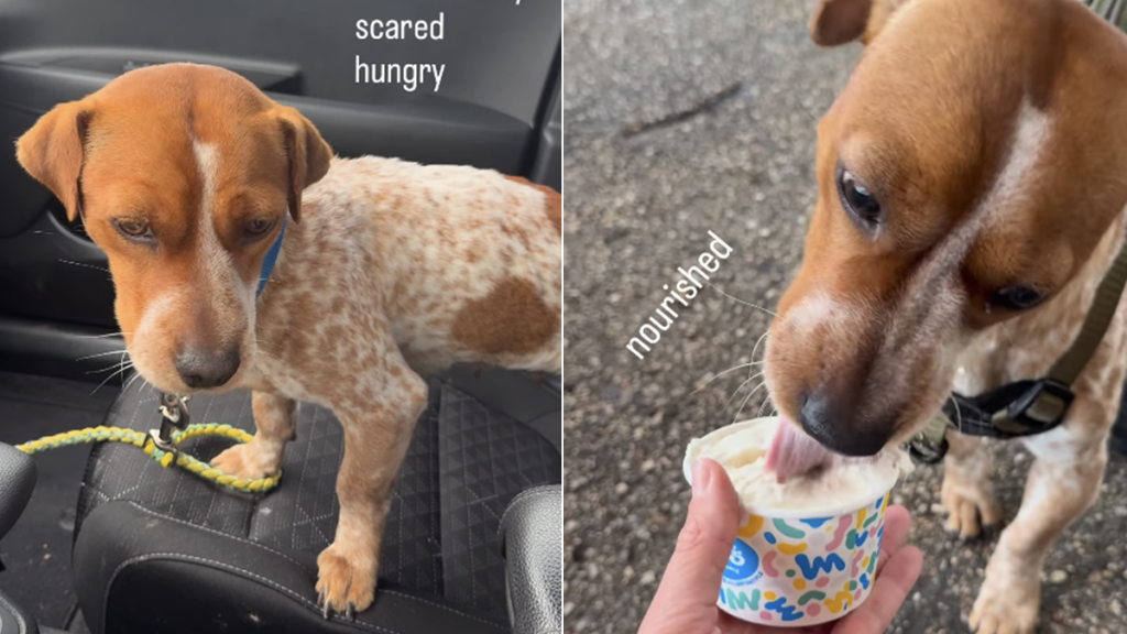 rescue dog abandoned home adoption