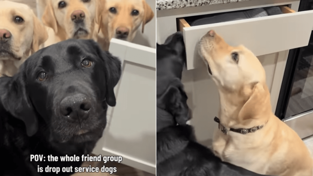 service dogs video