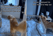 golden retriever toddler video