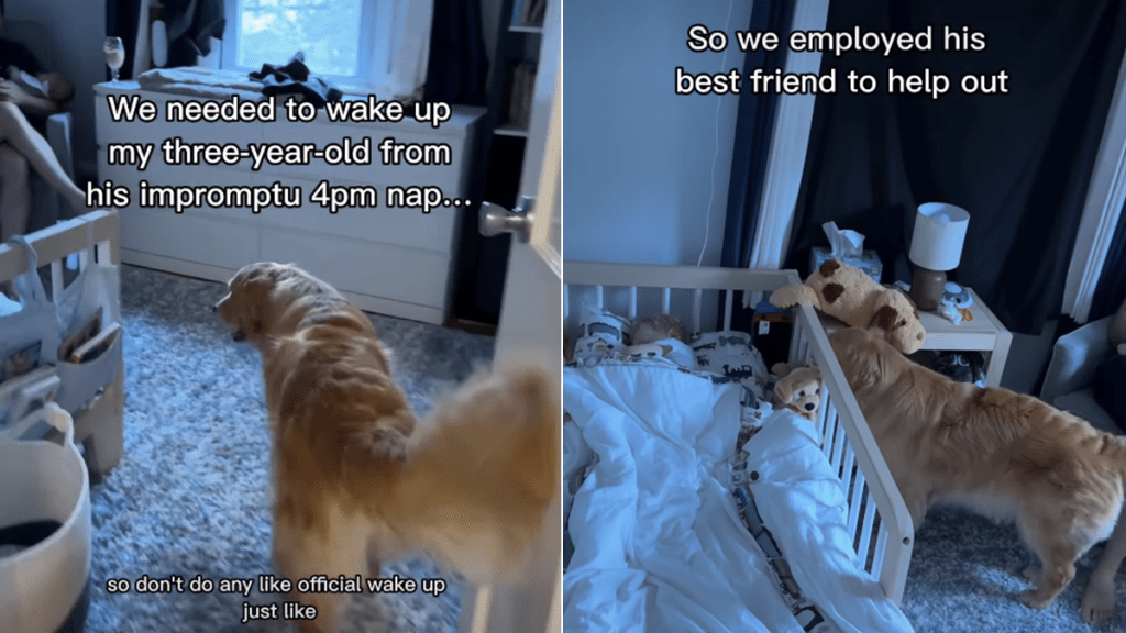 golden retriever toddler video