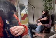 rescue dog video