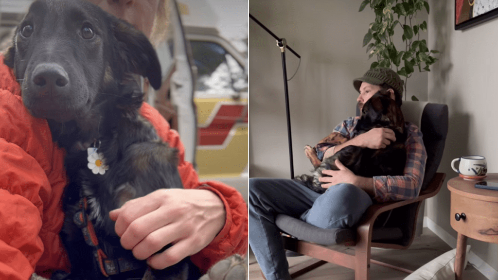 rescue dog video