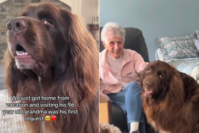 big dog grandma house