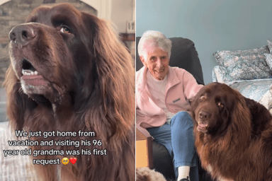 big dog grandma house