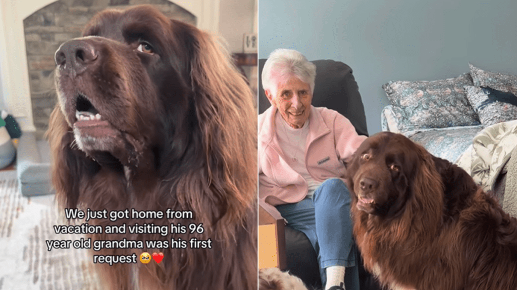 big dog grandma house