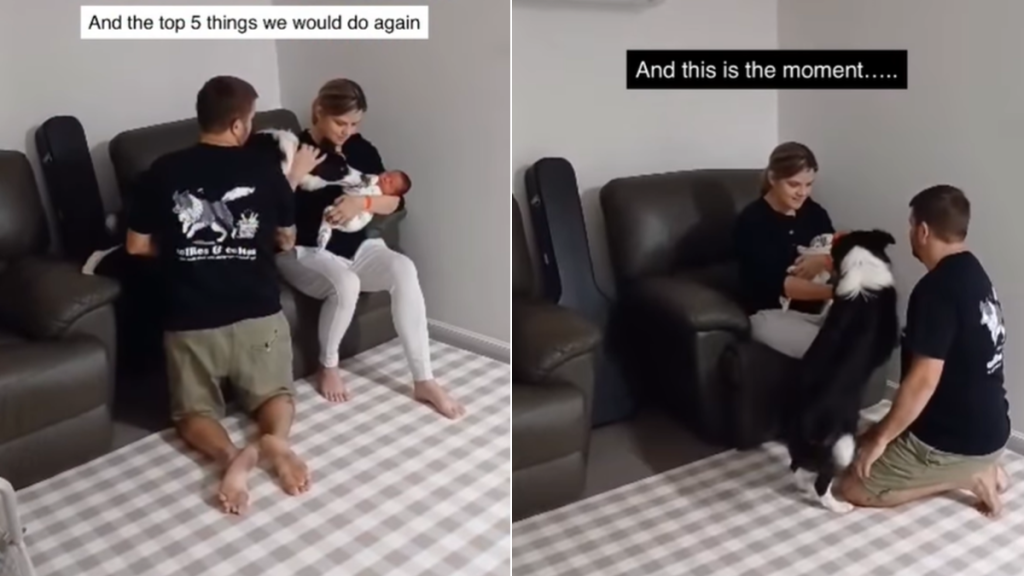 dog newborn baby mom dad
