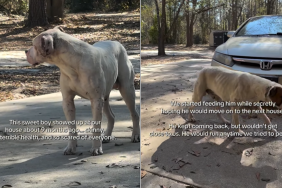 stray dog home family