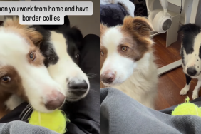dogs owner fetch work