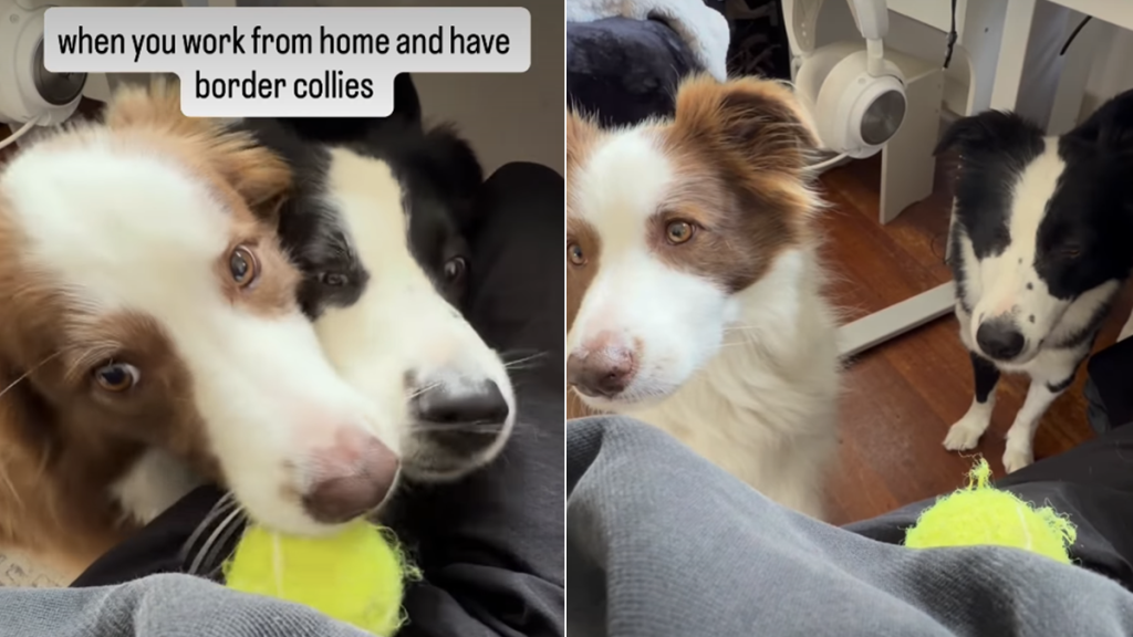 dogs owner fetch work