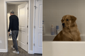 golden retriever bathtub