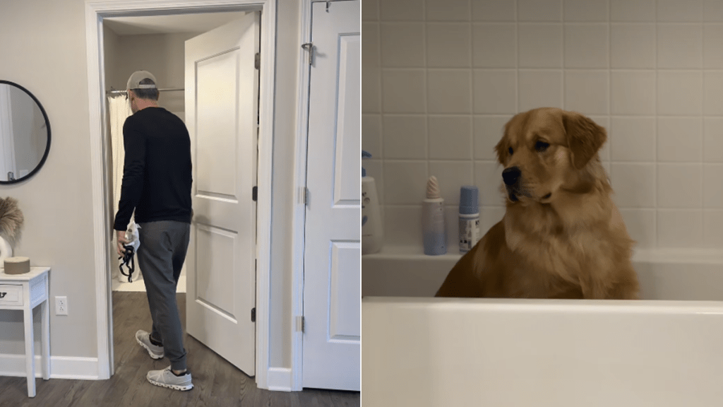 golden retriever bathtub