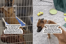 shelter dog toys adoption