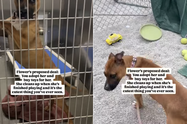 shelter dog toys adoption
