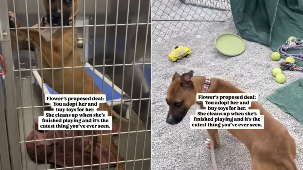 shelter dog toys adoption