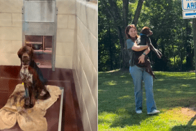shelter dog mom adoption