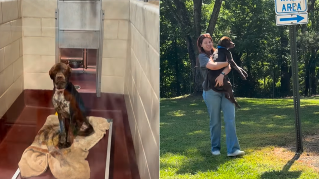 shelter dog mom adoption