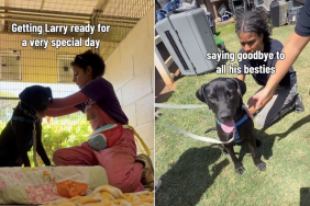 shelter dog