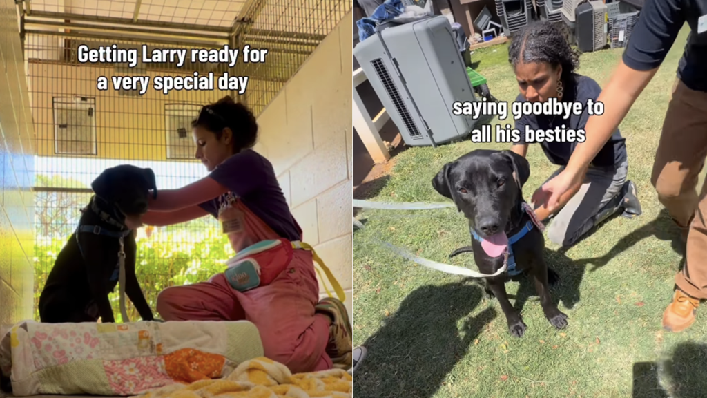shelter dog