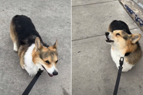 corgi video