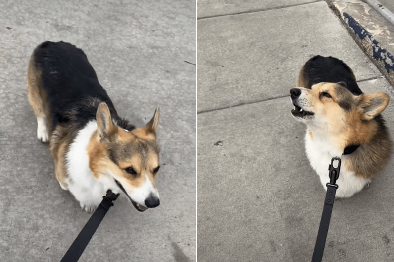 corgi video
