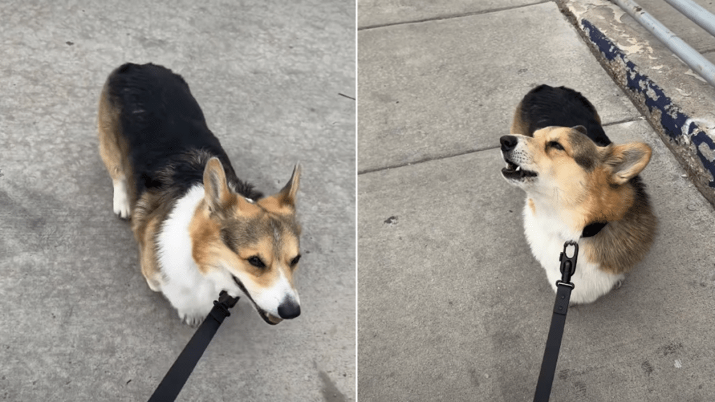 corgi video