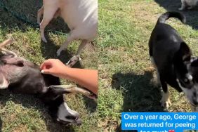 Senior Rescue Dog Once Faced Heartbreak, but Is Right Where He Belongs Now