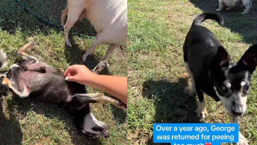 Senior Rescue Dog Once Faced Heartbreak, but Is Right Where He Belongs Now