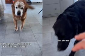 Senior Golden Retriever May Be Slowing Down, but He’ll Always Be a Special Baby