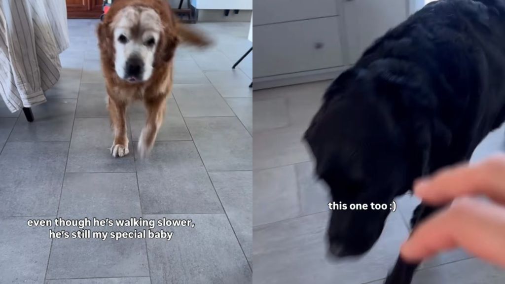 Senior Golden Retriever May Be Slowing Down, but He’ll Always Be a Special Baby