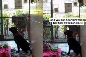 Shelter Dog Has Brief Loving Moment With Human Before She's Alone Again