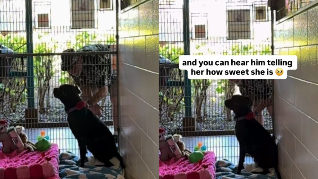 Shelter Dog Has Brief Loving Moment With Human Before She's Alone Again