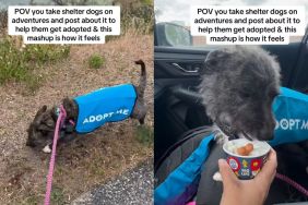 Shelter Dog Achingly Peeks From Cracks of Kennel Door as It Shuts After Day Out