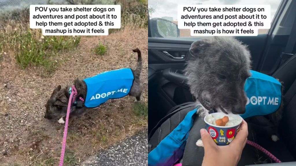 Shelter Dog Achingly Peeks From Cracks of Kennel Door as It Shuts After Day Out