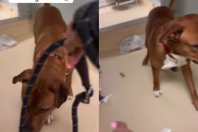 Shelter Dog Barks in Fear When He Sees Leash, but Still Takes Treats & Shows Trust