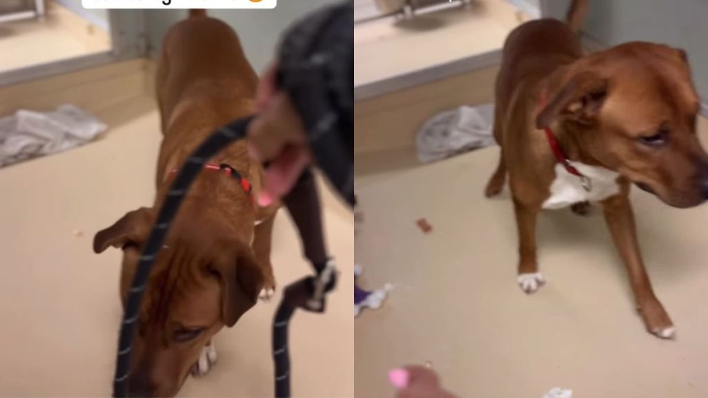 Shelter Dog Barks in Fear When He Sees Leash, but Still Takes Treats & Shows Trust