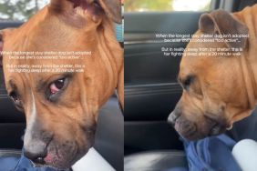 Shelter Dog Isn’t Adopted Yet for Being ‘Too Active’ Only Wants Company
