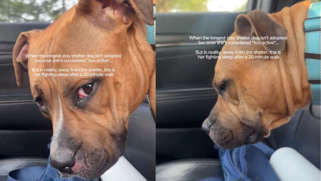 Shelter Dog Isn’t Adopted Yet for Being ‘Too Active’ Only Wants Company