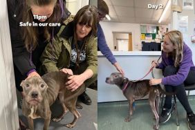 Abandoned Rescue Dog Takes Weeks To Heal but Wags Tail Like Nothing Happened