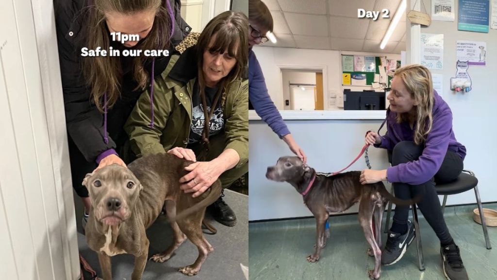 Abandoned Rescue Dog Takes Weeks To Heal but Wags Tail Like Nothing Happened