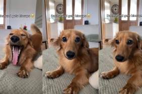 Dog Getting Adorable Little Hiccups Makes for Perfect ASMR