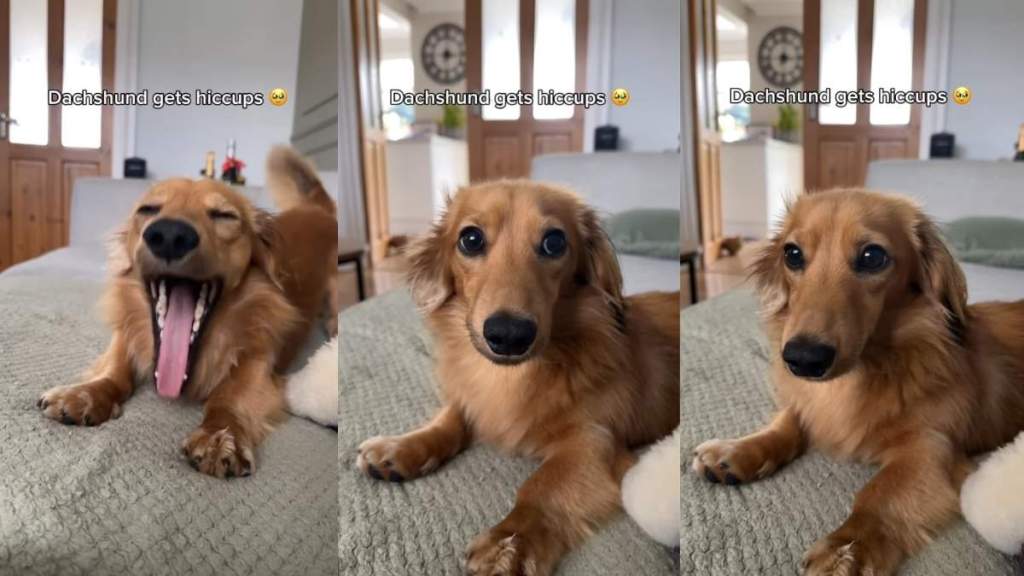 Dog Getting Adorable Little Hiccups Makes for Perfect ASMR