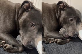 Dog Tightly Holds Her Tiny Newborn Babies Like She’s Afraid To Let Go