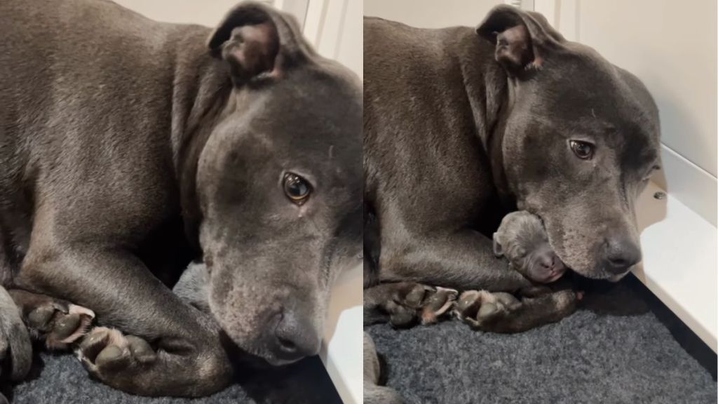 Dog Tightly Holds Her Tiny Newborn Babies Like She’s Afraid To Let Go