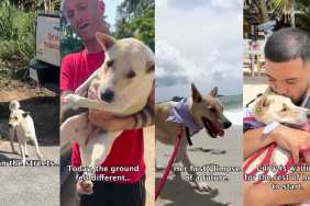 Former Street Dog Discovering What Safety Feels Like Is Heartwarming